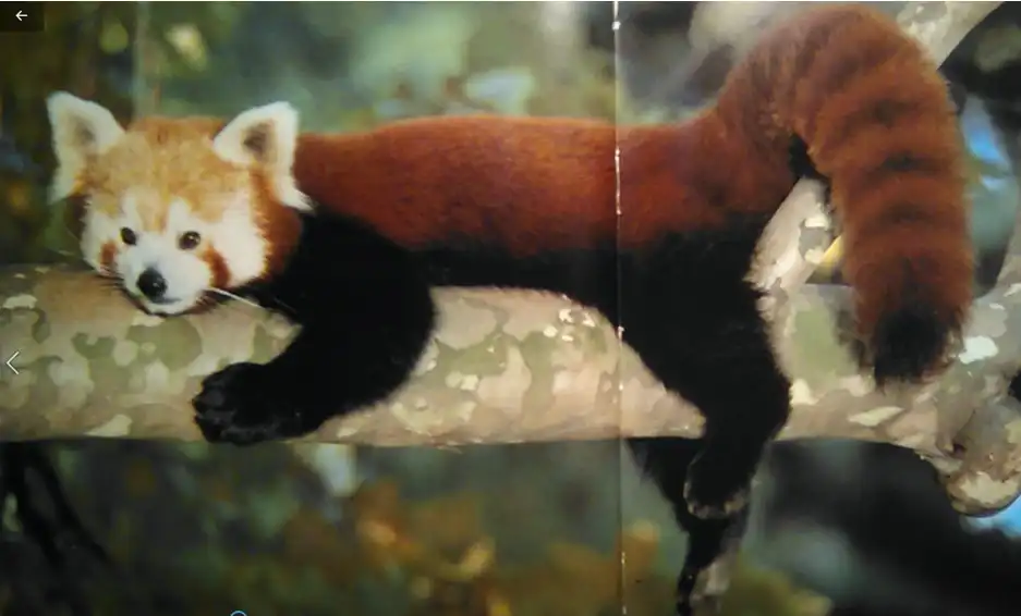 Red Panda inspiration photo